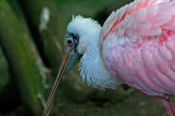 Roseate Spoonbill