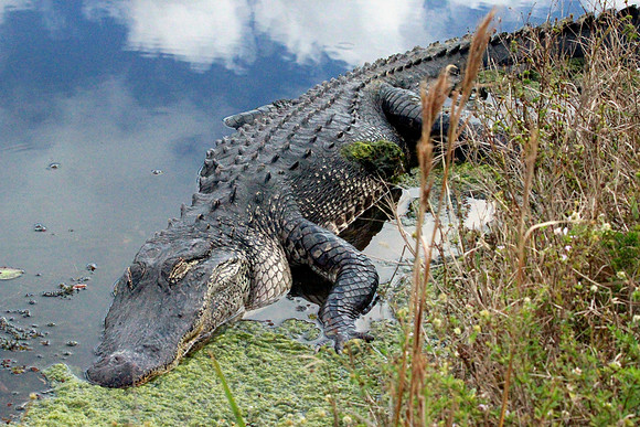 Alligator