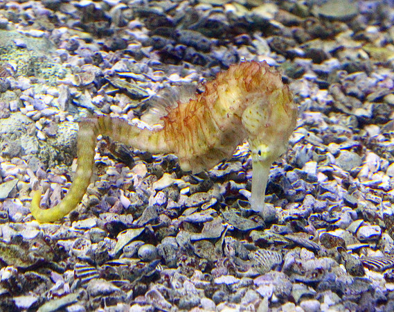 Sea Horse