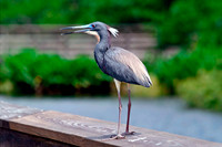 Heron