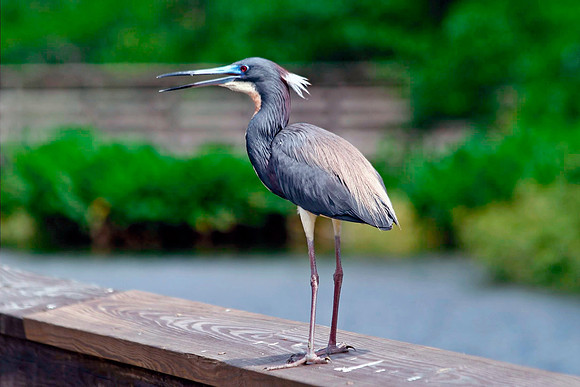 Heron