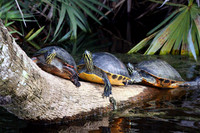 Turtles