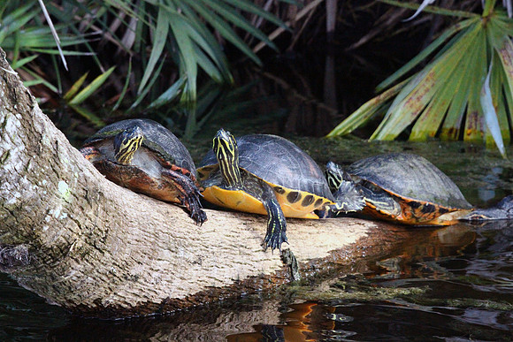 Turtles