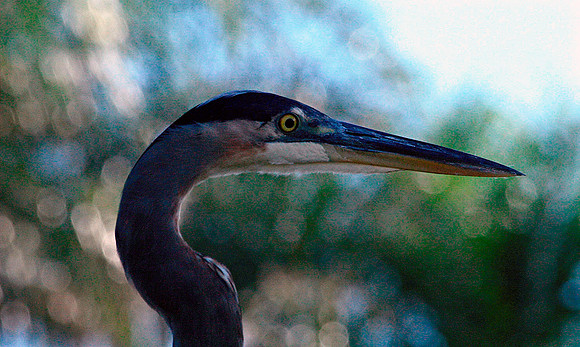 Great Blue Herron