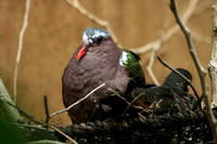Dove