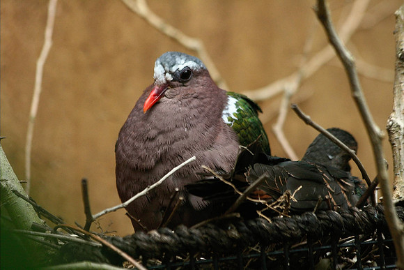 Dove