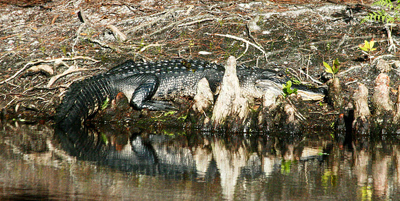 Alligator