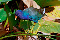 Purple Gallinule