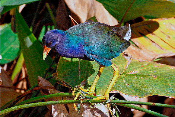 Purple Gallinule