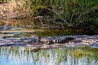 Baby Alligator