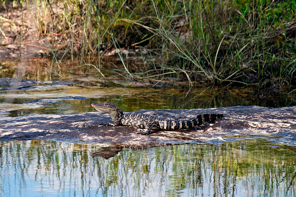 Baby Alligator