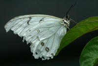 Butterfly World