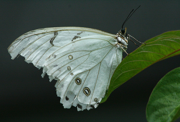 Butterfly World