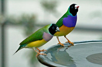 Lady Gouldian Finch