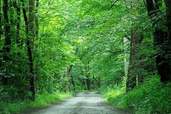 Smoky Mountains