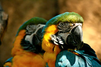 Parrot
