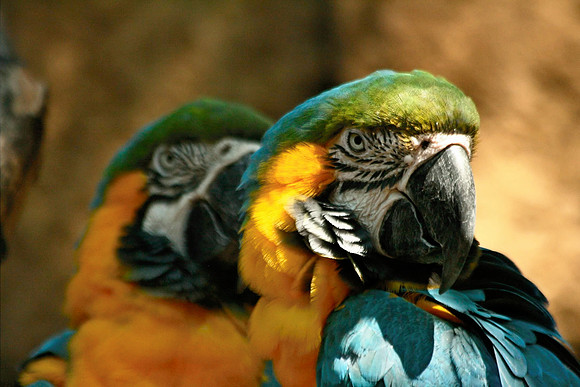 Parrot