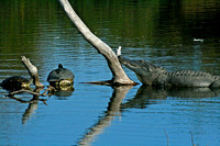 Alligator and Turtles