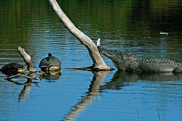 Alligator and Turtles