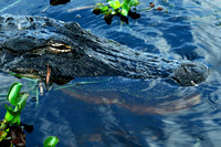 Alligator