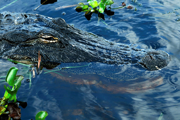 Alligator
