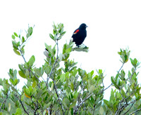 Red Wing Blackbird