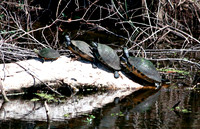 Turtles