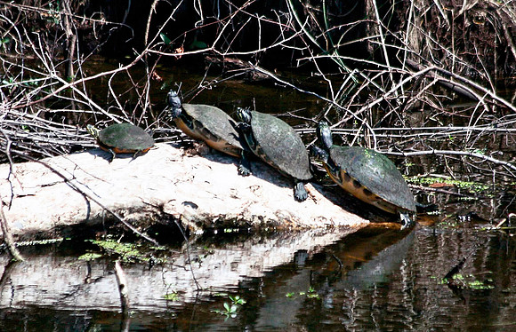 Turtles