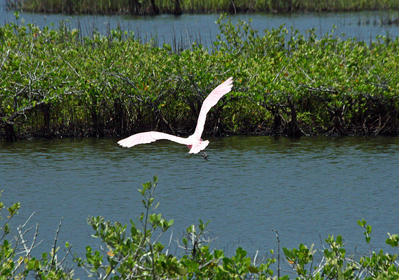 Roseate Spoonbill