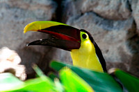 Tucan
