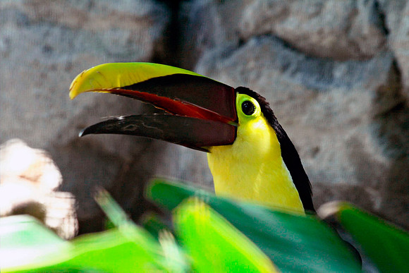 Tucan