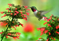 Hummingbirds