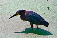 Green Heron