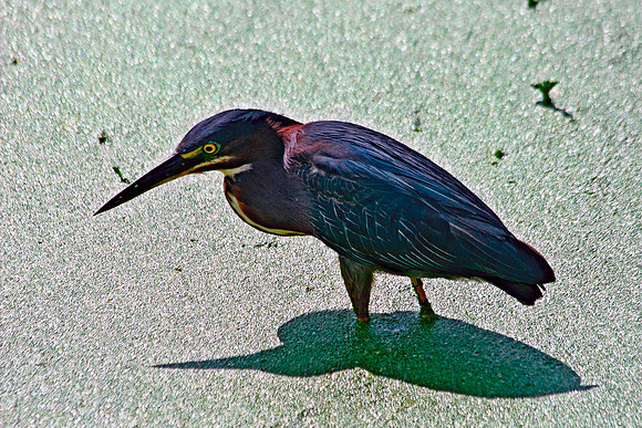 Green Heron