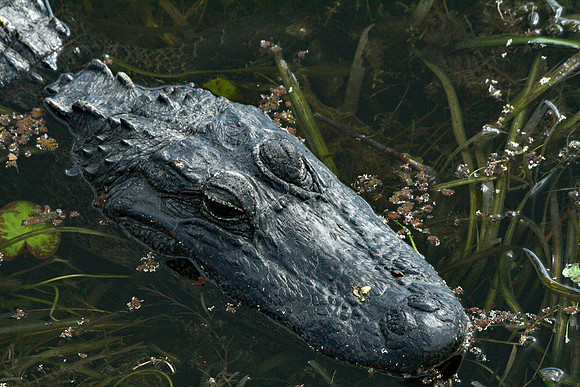 Alligator