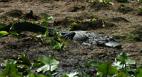 Alligator