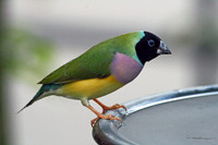Lady Gouldian Finch