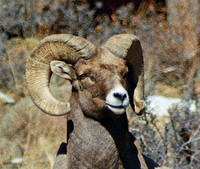 Bighorn Sheep