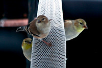 American Goldfinch