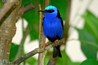 Red-legged Honeycreeper