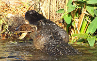 Alligator