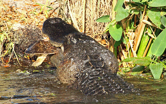 Alligator