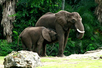 Female Elephant