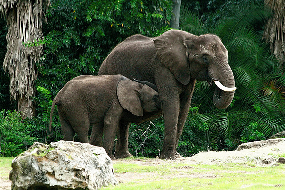 Female Elephant