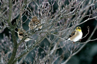 American Goldfinch