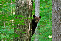 Bears