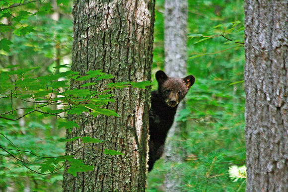 Baby Black Bear - Smoky Mountains