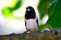 Black-and-White Seedeater