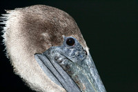 Pelicans