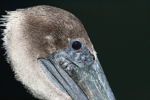 Pelican